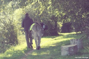 Avec un âne de bât en Pays Bigouden