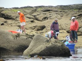 Balade à la découverte des phoques gris