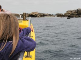 Balade à la découverte des phoques gris