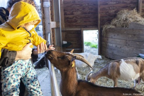 Une visite à la Chèvrerie de la Baie en famille